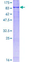 SDS-PAGE - Recombinant Human Keap1 protein (GST tag N-Terminus) (AB132384)