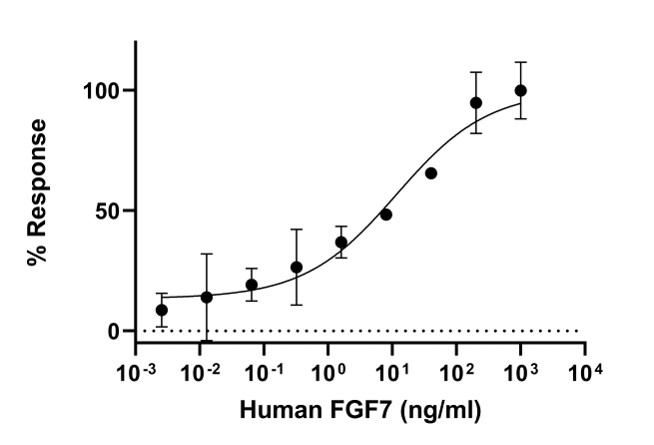 Functional Studies - Recombinant human KGF/FGF-7 protein (Active) (AB283451), expandable thumbnail