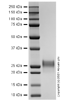 SDS-PAGE - Recombinant human KGF/FGF-7 protein (Active) (AB283451), expandable thumbnail