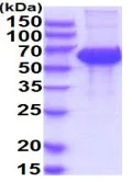 SDS-PAGE - Recombinant Human KI2LA protein (Fc Chimera His Tag) (AB222988)