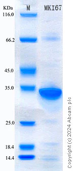 SDS-PAGE - Recombinant Human Ki67 Protein Standard (His tag) (AB316629)