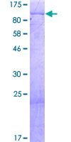 Recombinant Human KIAA0020 protein