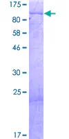 SDS-PAGE - Recombinant Human KIAA0020 protein (GST tag N-Terminus) (AB160721)