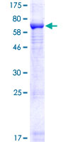 SDS-PAGE - Recombinant Human KIAA0226 protein (GST tag N-Terminus) (AB153014)