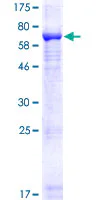SDS-PAGE - Recombinant Human KIAA0226 protein (GST tag N-Terminus) (AB153014)