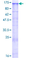 SDS-PAGE - Recombinant Human KIAA0319L protein (GST tag N-Terminus) (AB164162)