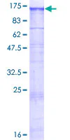 SDS-PAGE - Recombinant Human KIAA0319L protein (GST tag N-Terminus) (AB164162)