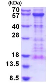 SDS-PAGE - Recombinant Human KIAA0513 protein (His tag N-Terminus) (AB202600)