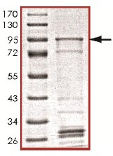 Recombinant Human KIAA0652/ATG13 protein
