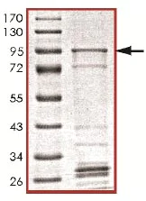 SDS-PAGE - Recombinant Human KIAA0652/ATG13 protein (AB127606)
