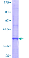 SDS-PAGE - Recombinant Human KIAA1199 protein (GST tag N-Terminus) (AB163528)