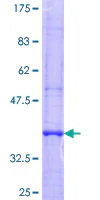 SDS-PAGE - Recombinant Human KIAA1199 protein (GST tag N-Terminus) (AB163528)