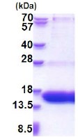 SDS-PAGE - Recombinant Human KIBRA protein (AB177657), expandable thumbnail