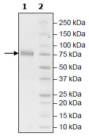 SDS-PAGE - Recombinant Human KIR2DL1 protein (Biotin) (Fc tag C-Terminus + Avi tag C-Terminus) (AB271572)