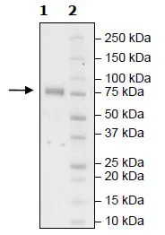 SDS-PAGE - Recombinant Human KIR2DL2 protein (Biotin) (Fc tag C-Terminus + Avi tag C-Terminus) (AB271574)