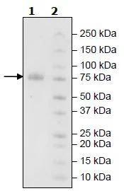SDS-PAGE - Recombinant Human KIR2DL2 protein (Fc tag C-Terminus + Avi tag C-Terminus) (AB271575)