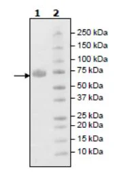 SDS-PAGE - Recombinant Human KIR2DL3 protein (Biotin) (Fc tag C-Terminus + Avi tag C-Terminus) (AB271577)