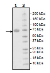 Recombinant Human KIR2DL3 protein (Tagged) (Biotin)