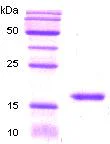 SDS-PAGE - Recombinant Human KIR3DL1 protein (His tag N-Terminus) (AB51218)