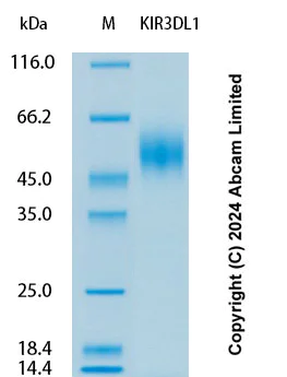 SDS-PAGE - Recombinant Human KIR3DL1 Protein Standard (AB323129)