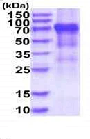 SDS-PAGE - Recombinant Human KIR3DL2 protein (Fc Chimera His Tag) (AB223025)
