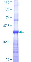 SDS-PAGE - Recombinant Human Kir4.1/KCNJ10 protein (GST tag N-Terminus) (AB114456)