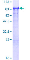 SDS-PAGE - Recombinant Human KLC4 protein (GST tag N-Terminus) (AB164803)