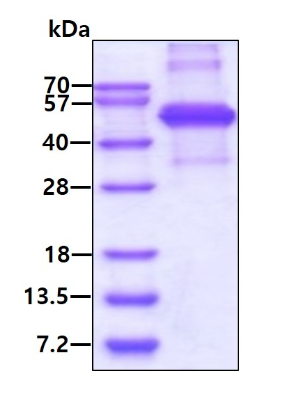 SDS-PAGE - Recombinant Human KLF12 protein (denatured) (AB187457), expandable thumbnail