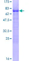 SDS-PAGE - Recombinant Human KLF15 protein (GST tag N-Terminus) (AB131876)