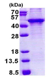 SDS-PAGE - Recombinant Human KLF3 protein (denatured) (AB167832)
