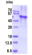 SDS-PAGE - Recombinant Human KLF4 protein (denatured) (AB203545)