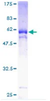 SDS-PAGE - Recombinant Human KLF6 protein (GST tag N-Terminus) (AB114550)