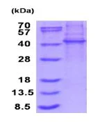 SDS-PAGE - Recombinant Human KLHDC8B protein (denatured) (AB187414)