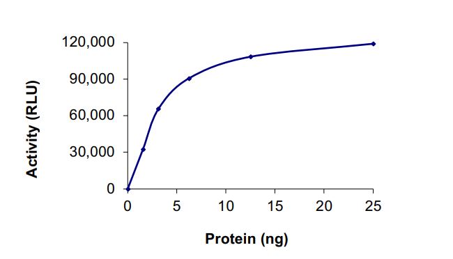 Recombinant human KMT1A / SUV39H1 protein