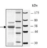 SDS-PAGE - Recombinant human KMT1A / SUV39H1 protein (GST tag N-Terminus) (AB80289)