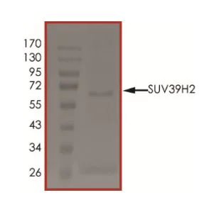 SDS-PAGE - Recombinant human KMT1B / SUV39H2 protein (Active) (AB268986)