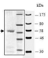 SDS-PAGE - Recombinant human KMT1B / SUV39H2 protein (GST tag N-Terminus) (AB80288)