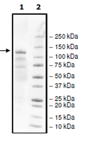 SDS-PAGE - Recombinant human KMT1E / SETDB1 protein (Active) (AB271738)