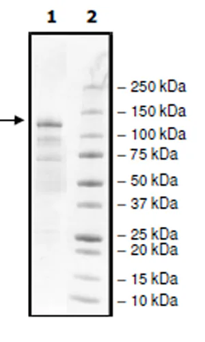 SDS-PAGE - Recombinant human KMT1E / SETDB1 protein (Active) (His tag N-Terminus + GST tag N-Terminus) (AB271738)