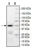 Recombinant human KMT3B / NSD1 protein