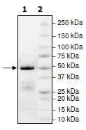 SDS-PAGE - Recombinant human KMT3B / NSD1 protein (GST tag N-Terminus) (AB196419)