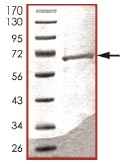 Recombinant Human KMT3C / SMYD2 protein