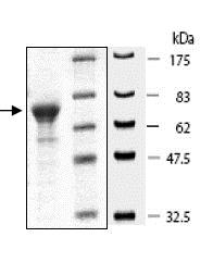 SDS-PAGE - Recombinant Human KMT4 / Dot1L protein (GST tag N-Terminus) (AB80254)