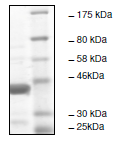 Recombinant human KMT5A / SETD8 / Pr-SET7 protein