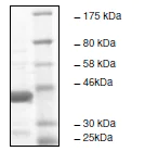 SDS-PAGE - Recombinant human KMT5A / SETD8 / Pr-SET7 protein (AB196432)