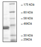 SDS-PAGE - Recombinant human KMT5A / SETD8 / Pr-SET7 protein (GST tag N-Terminus) (AB196432)