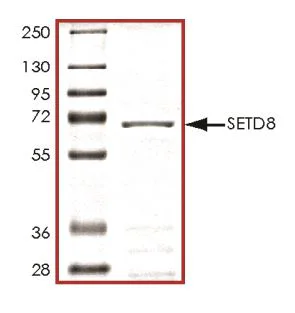 SDS-PAGE - Recombinant Human KMT5A / SETD8 / Pr-SET7 protein (GST tag N-Terminus) (AB268961)