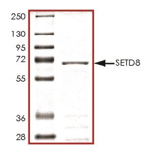 SDS-PAGE - Recombinant Human KMT5A / SETD8 / Pr-SET7 protein (Tagged) (AB268961)