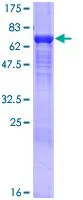 SDS-PAGE - Recombinant Human KPNA4 protein (GST tag N-Terminus) (AB114626)