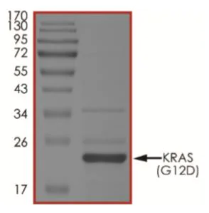 SDS-PAGE - Recombinant Human KRAS (mutated G12D) protein (Tagged-His Tag) (AB268712)